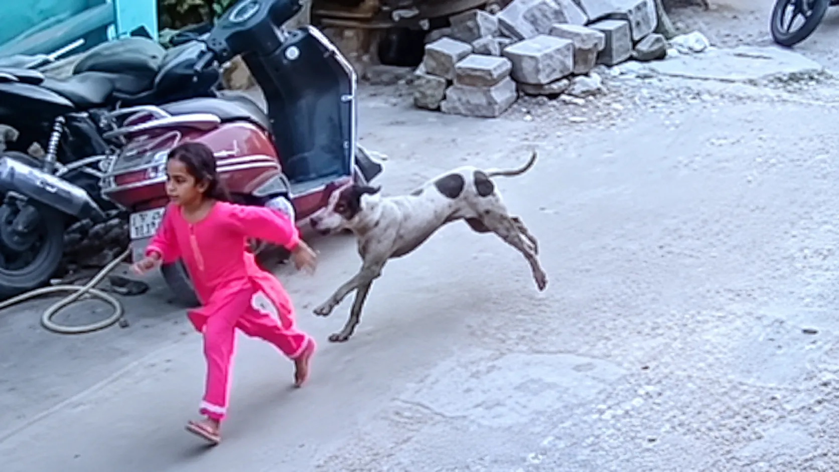 Stray Dogs Run Amok in Parli! 23 Attacked in 48 Hours as Municipal Catching Drive Stalls