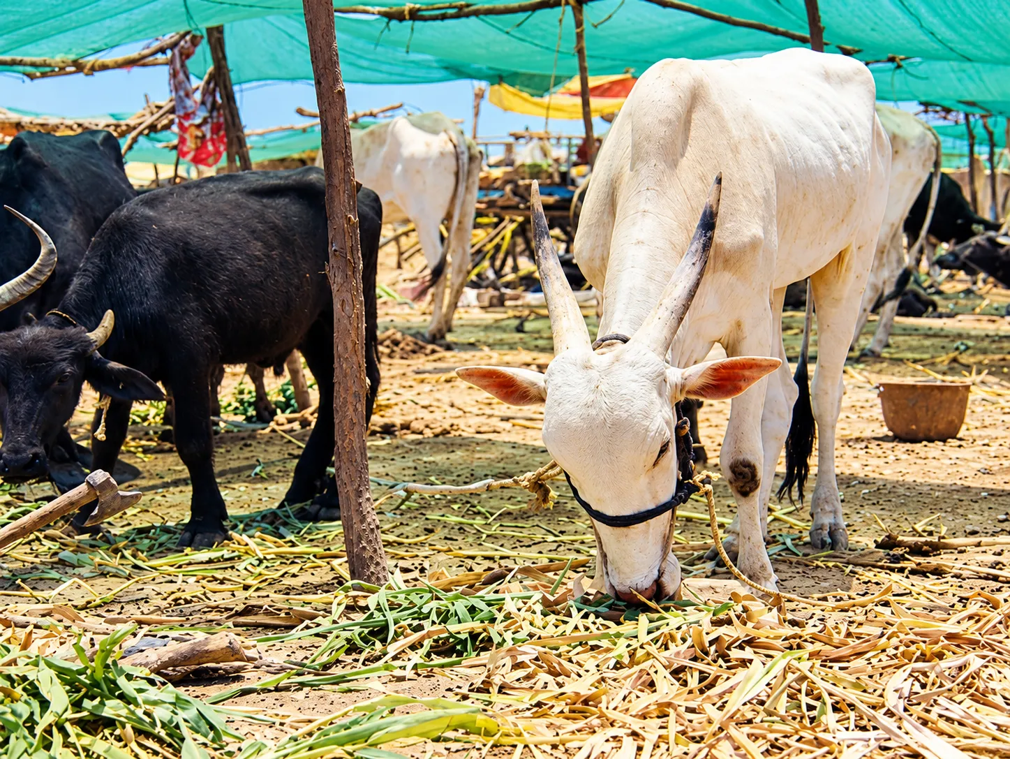 Severe Fodder Crisis in Malegaon: Only 95 Days of Feed Left, Putting Over 2.5 Lakh