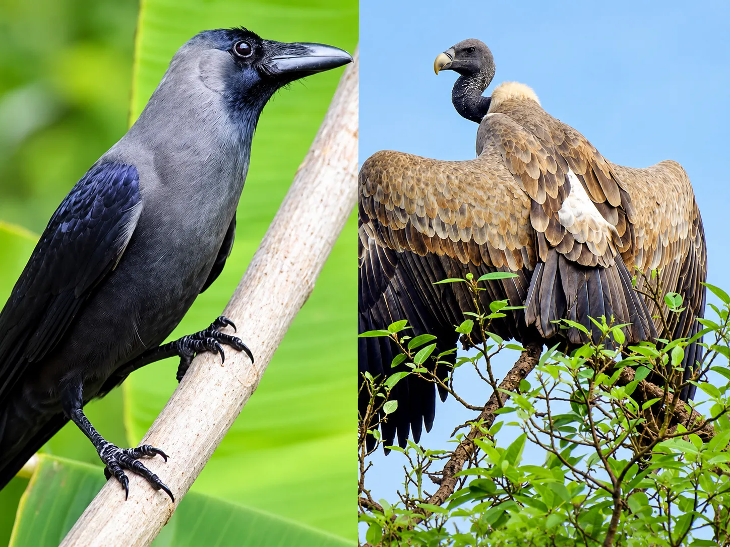 Crow or Vulture? Nashik Residents to Choose Their City Bird