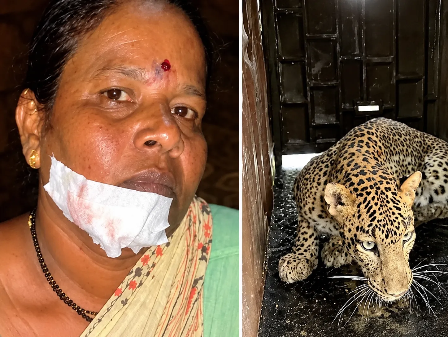 Leopard Spends the Night Trapped Inside Chicken Coop After Eating All Fowls;