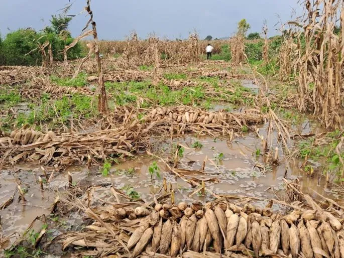 Corn for the Silage Instead of Bread: Indapur Farmers Choose a Lucrative Dairy Feed Model