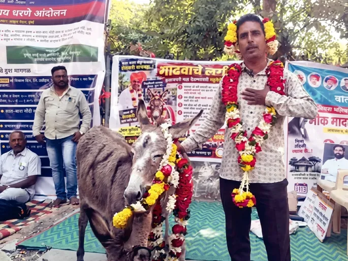 Bizarre Protest in Solapur: Man Marries Female Donkey to Bring Back His Wife After