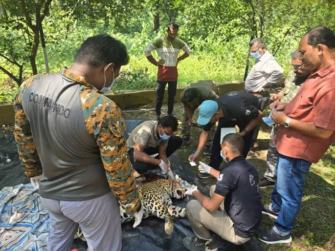 Leopard Killed in Collision with Speeding Vehicle Near Pitambartola Village in Gondia: