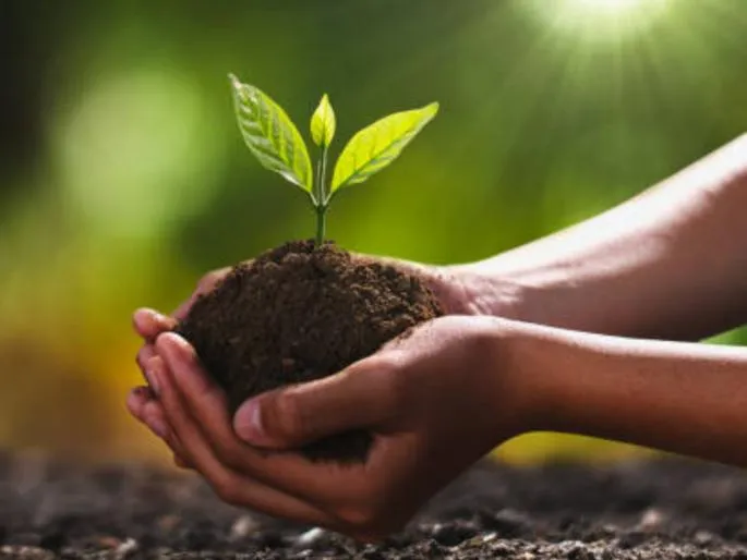 Pune Municipal Corporation Cleans Navle Bridge Green Belt and Plants 50 Trees